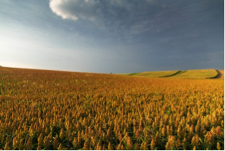 Rural development programme 2014-2020 Austria, process and impact evaluation
