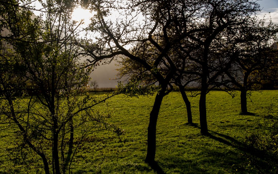 Evaluation of the Austrian Forest strategy